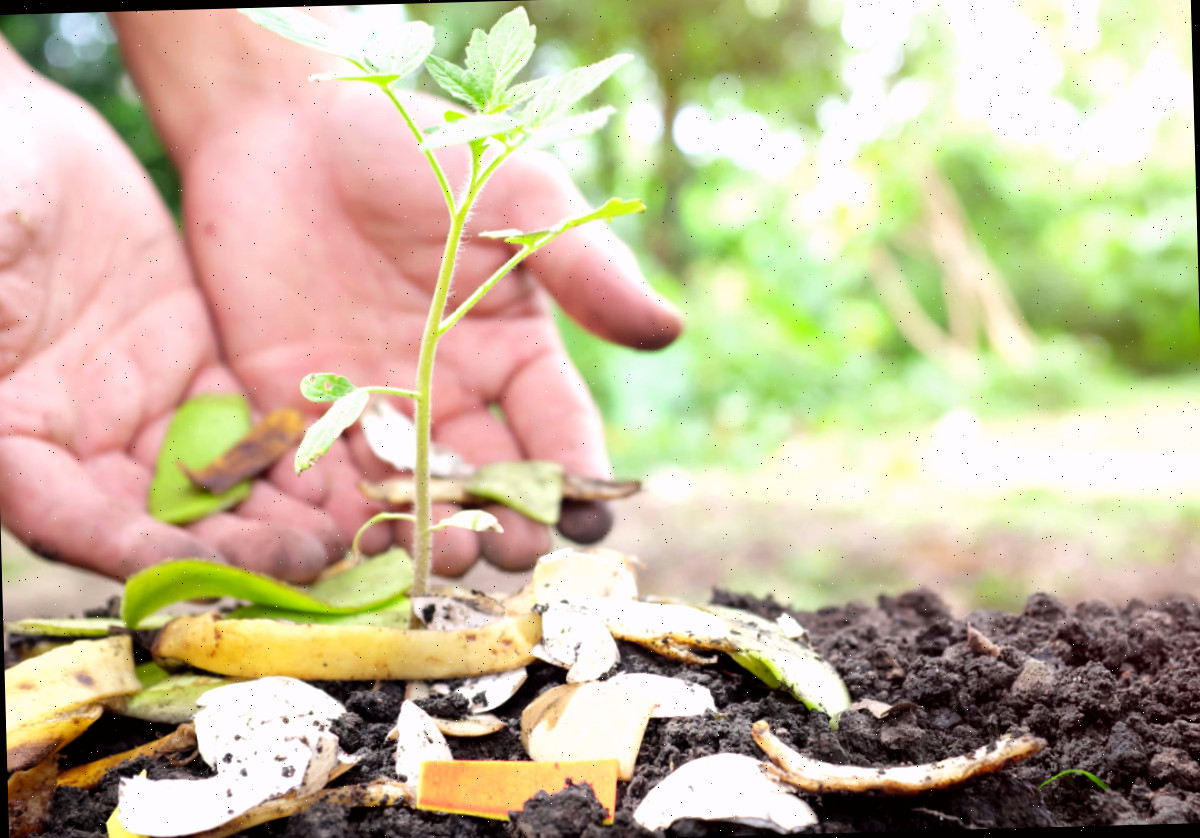 Restos de cozinha não compostados ao redor de uma pequena planta de tomate.