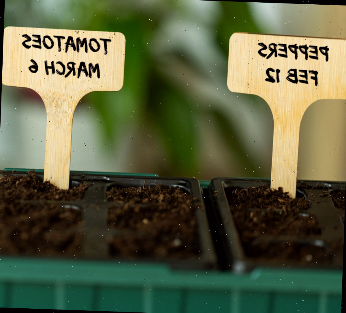 Pimentões e sementes de tomate em bandejas, identificados com a data do plantio.