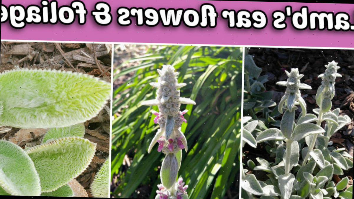 Imagens das flores e folhagens da orelha de cordeiro perene.