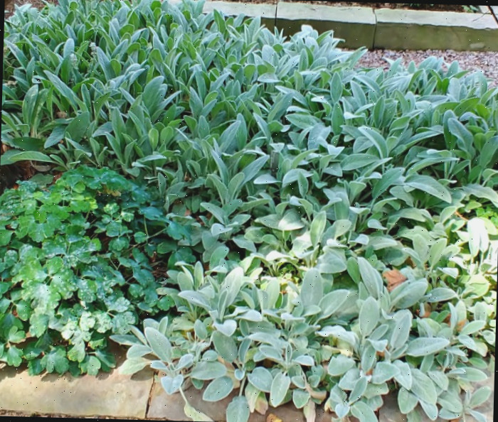 Plantas de orelha de cordeiro crescendo em um canteiro de jardim no Jardim Botânico do Missouri