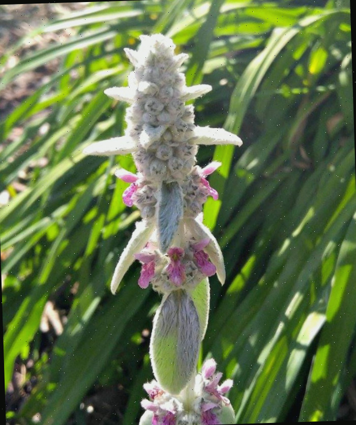 Os botões de flores de uma perene de orelha de cordeiro.