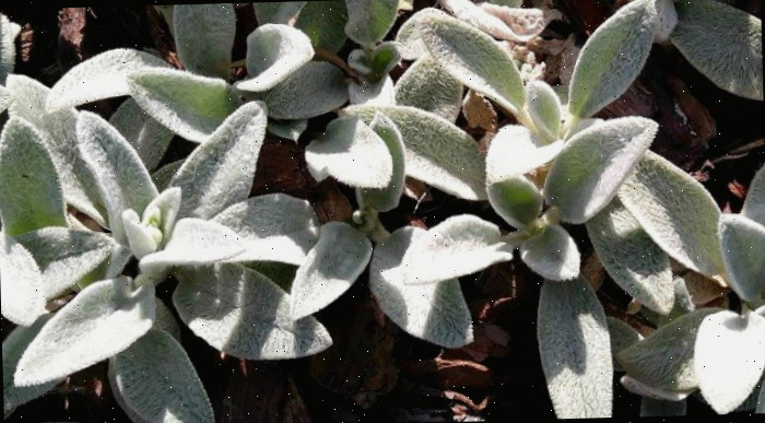 Plantas de orelha de cordeiro em um canteiro ensolarado.