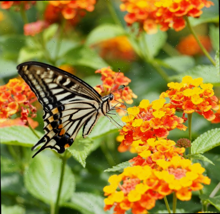 Borboleta se alimentando de lantana Borboletas adoram lantana. Monarca se alimentando de lantana amarela e laranja.