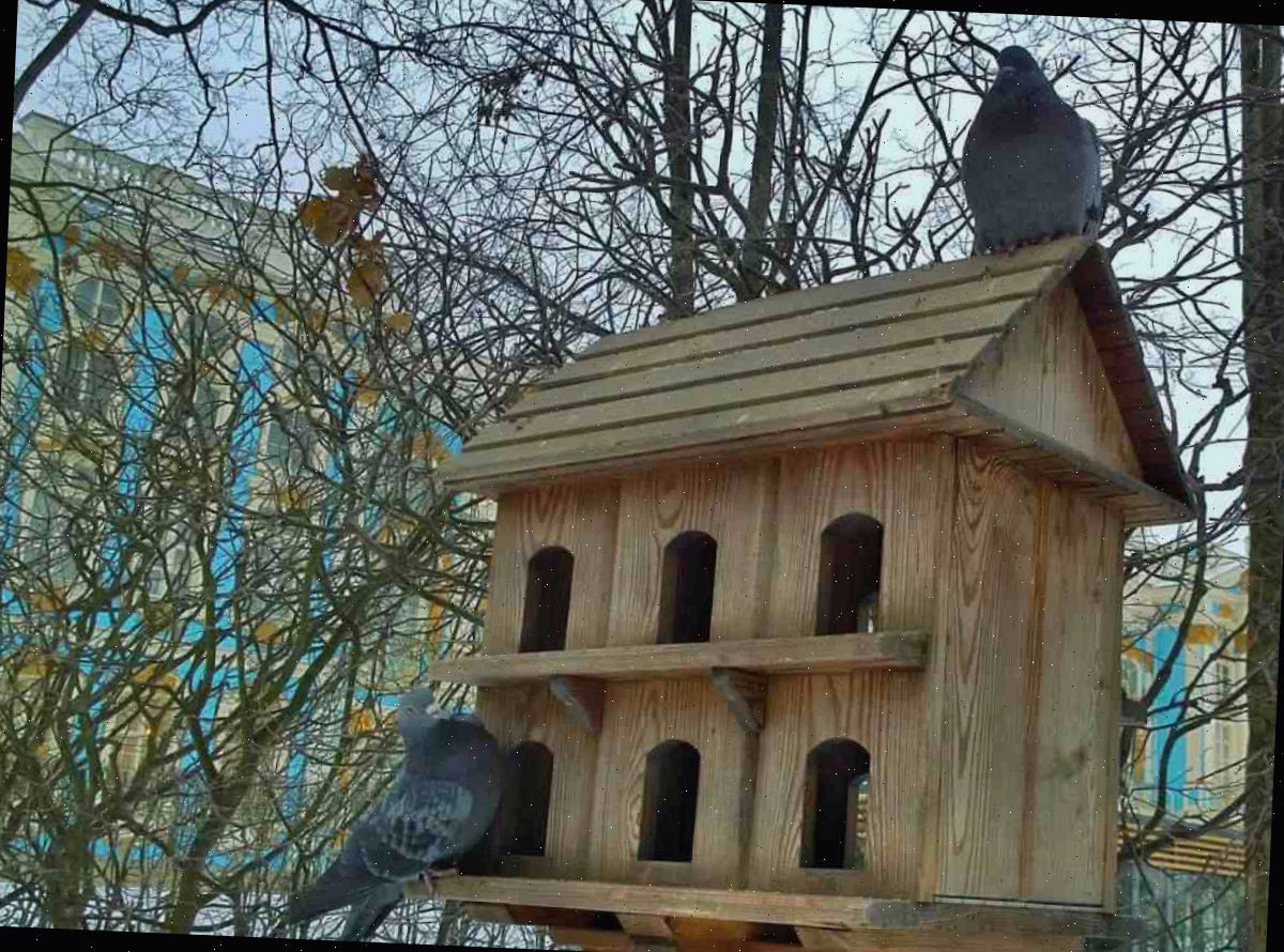 As aves necessitam de abrigo no inverno Grande casa de pássaros no inverno com duas pombas pousadas nela.