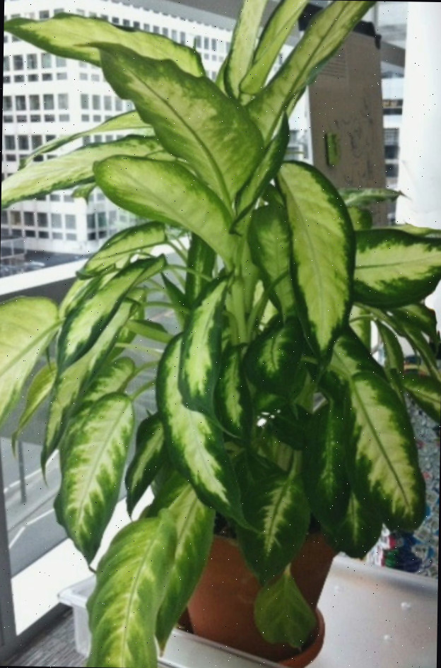 Planta de dieffenbachia na janela de um escritório Planta de dieffenbachia no escritório em uma janela