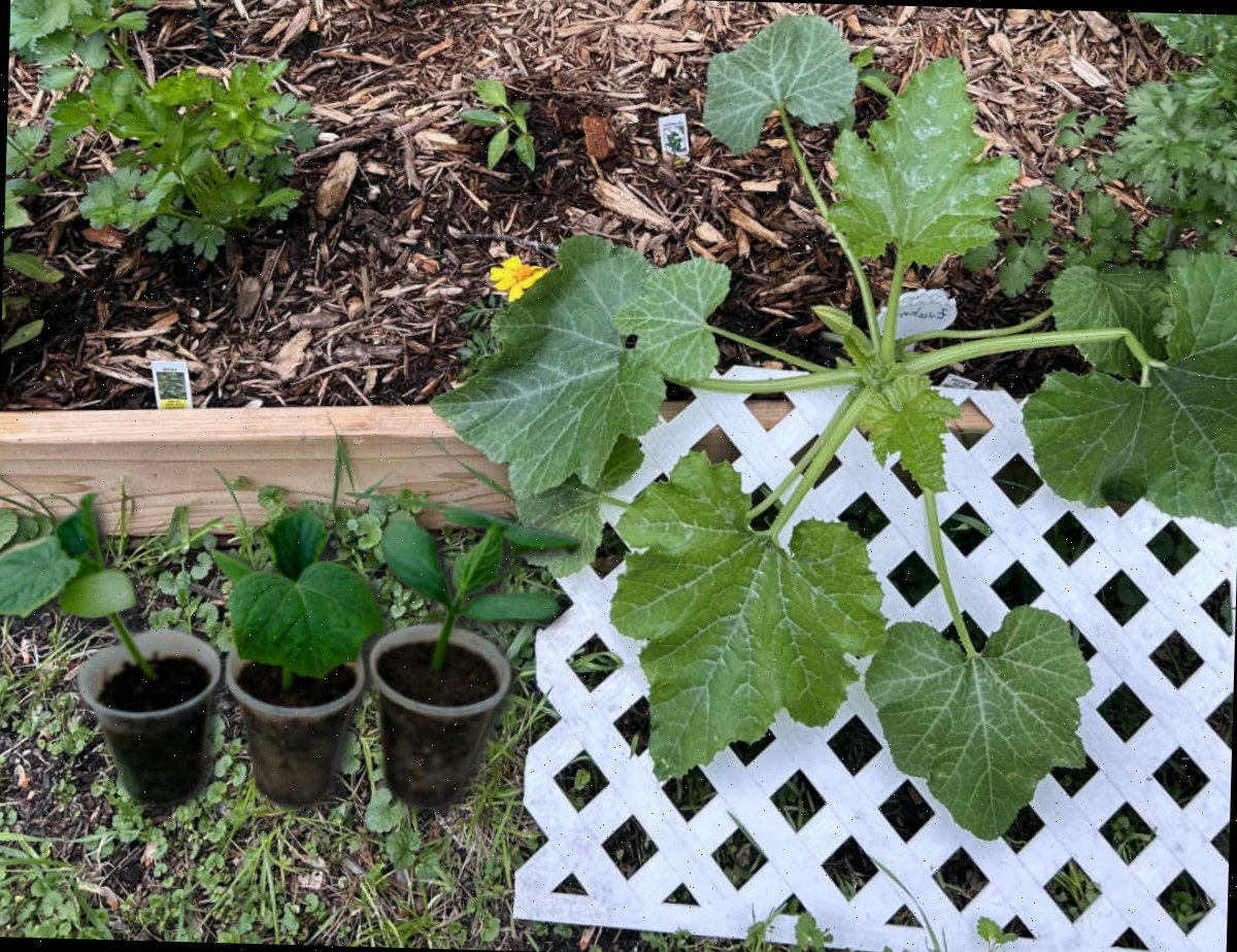 Peça de treliça branca ao lado de três plantas de pepino para colocar em um canteiro elevado.