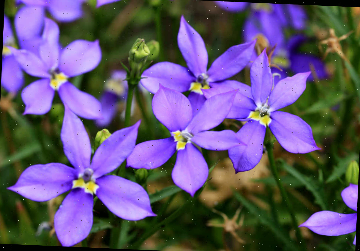 Laurentia é autolimpante Um close das flores azuis em forma de estrela de laurentia.