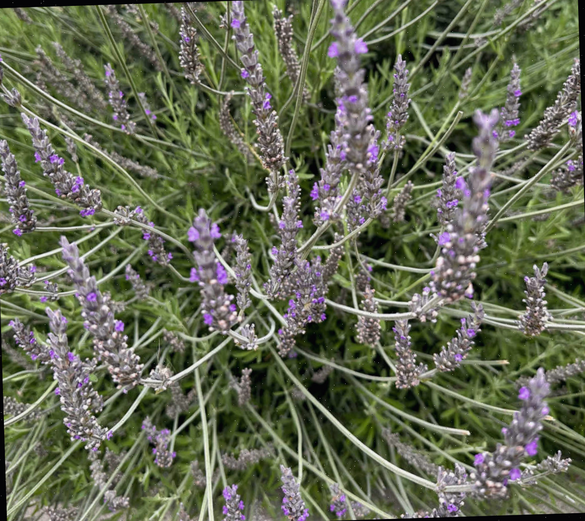 Lavanda em flor em um jardim.