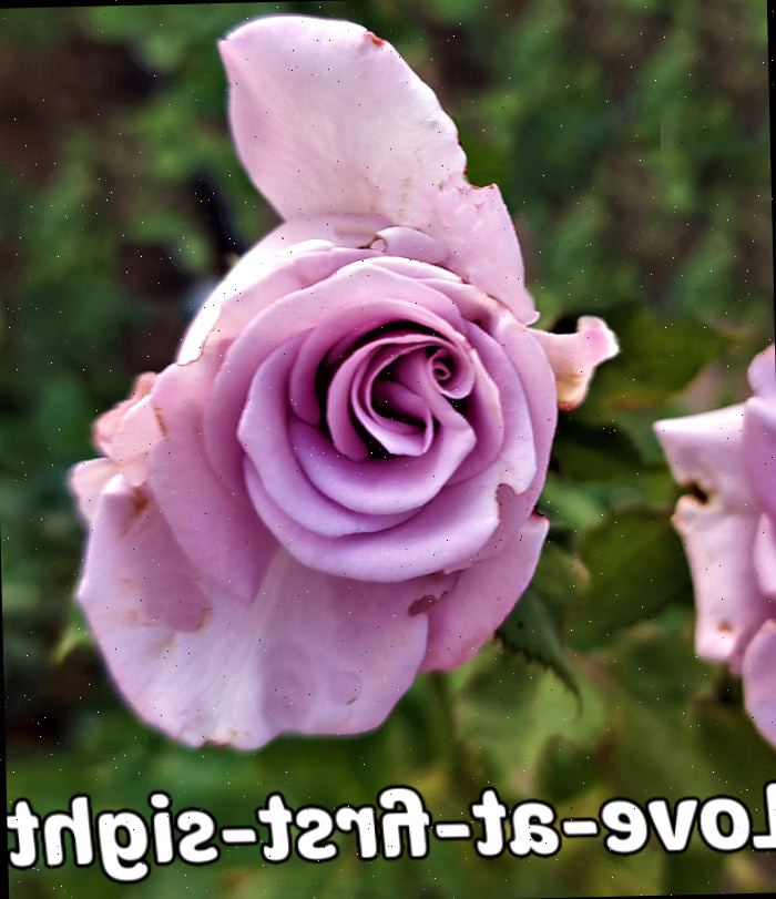Rosas lavanda com pétalas sutis, simbolizando encantamento, elegância e amor à primeira vista.