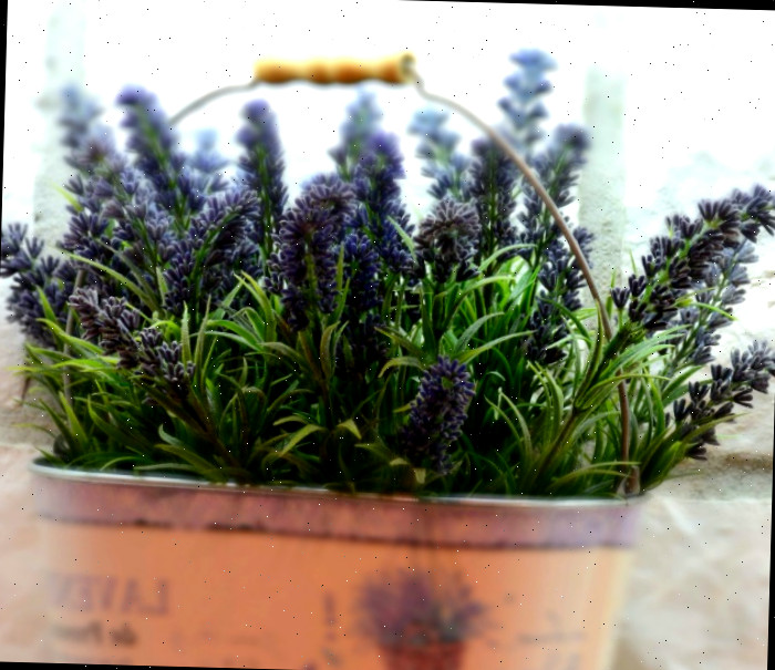 Planta de lavanda em um balde Lavanda é famosa por seu efeito repelente sobre mosquitos.