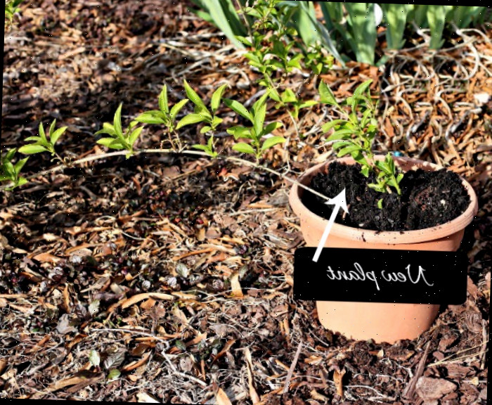 Um ramo de forsítia sendo propagado por ponta a partir da planta-mãe em um vaso grande.