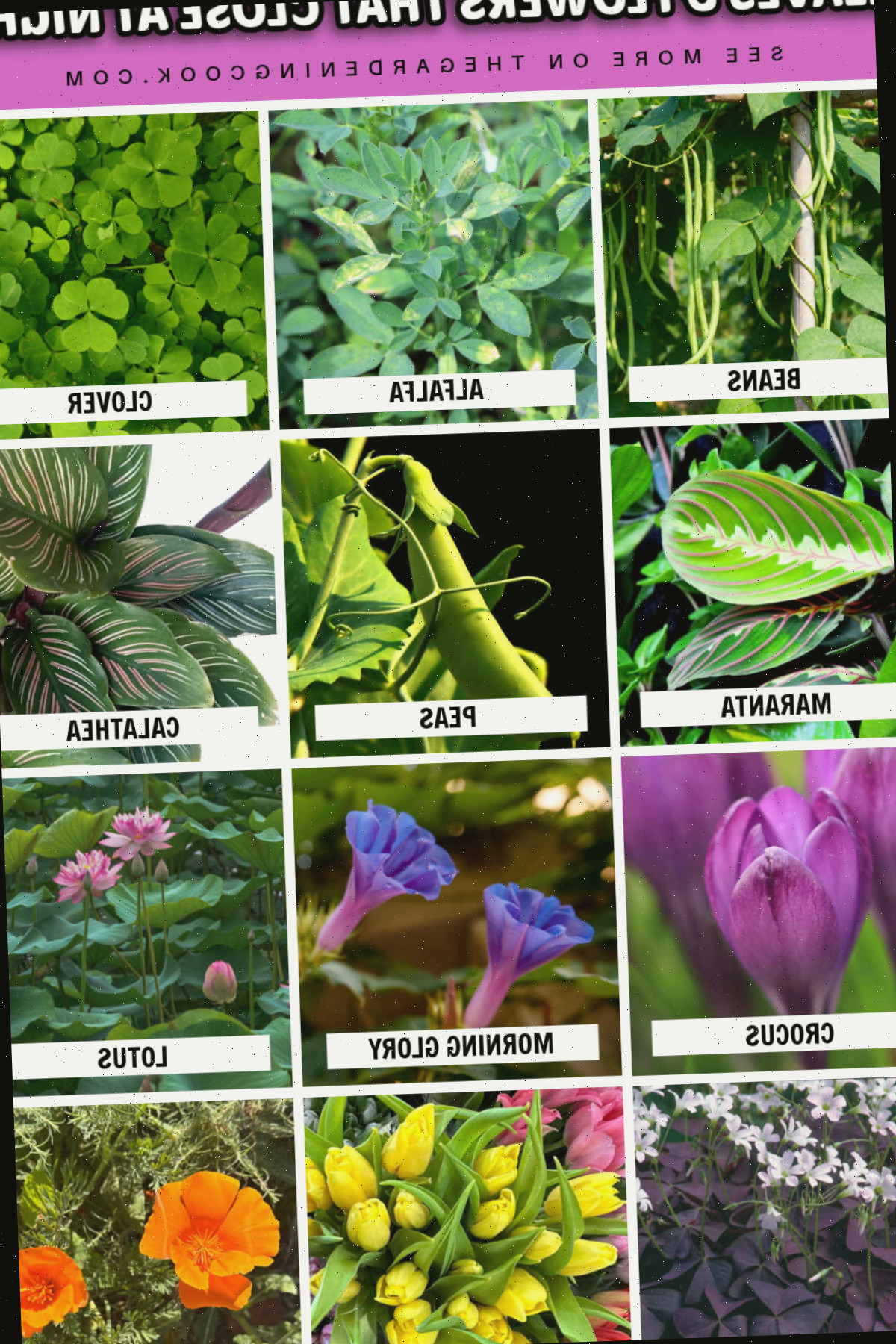 Imagens de folhas e flores que se fecham à noite incluindo feijões, alfafa, trevo, maranta, ervilhas, calatéia, crocus, glória da manhã, lótus, oxalis, tulipas e papoula da Califórnia.