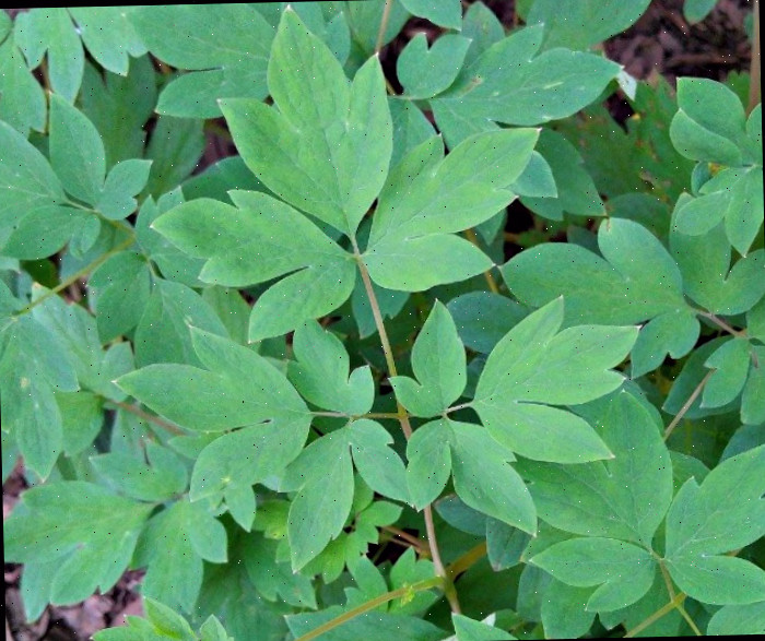 Um close das folhas de uma planta coração-sangrento.