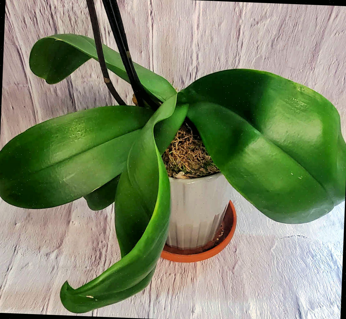 Folhas verdes robustas de uma planta de orquídea Phalaenopsis - uma boa orquídea para iniciantes.
