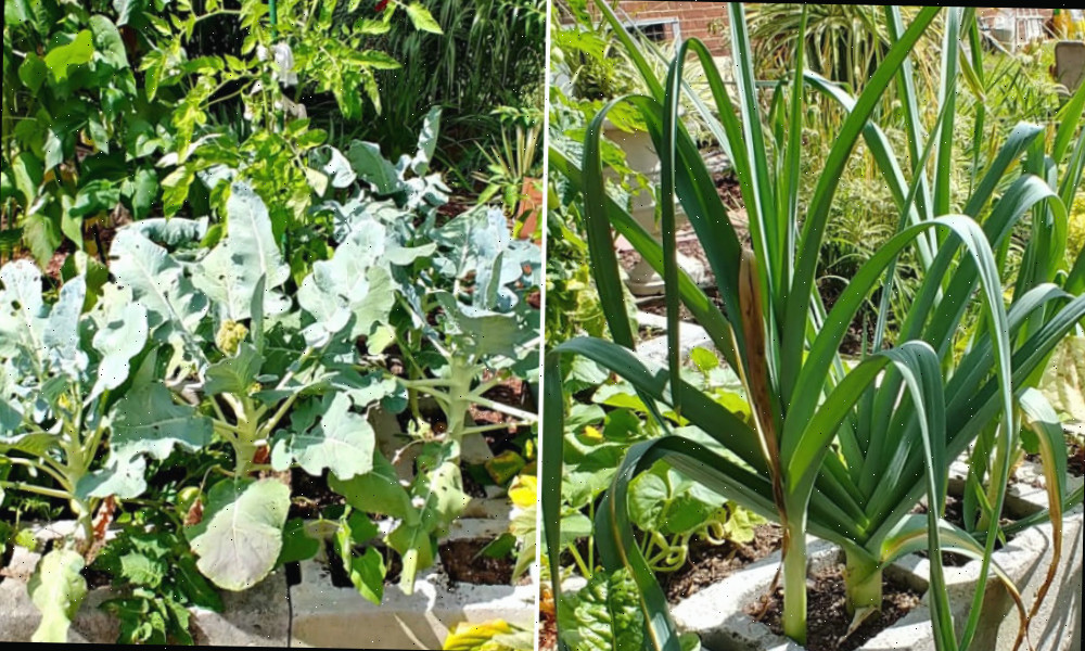 Alhos-porós e brócolis crescendo nas pequenas seções de uma cama de jardim de blocos de concreto.