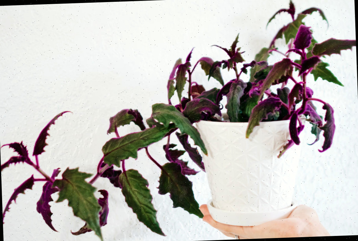 Um espécime de planta de paixão roxa estiolada em um vaso branco que necessita de propagação.