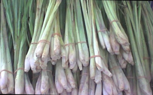 Capim-limão em maços amarrados com juta.