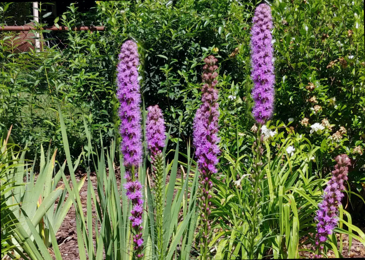 Uma flor perene de jardim cottage - liatris, também conhecida como estrela-chamejante.