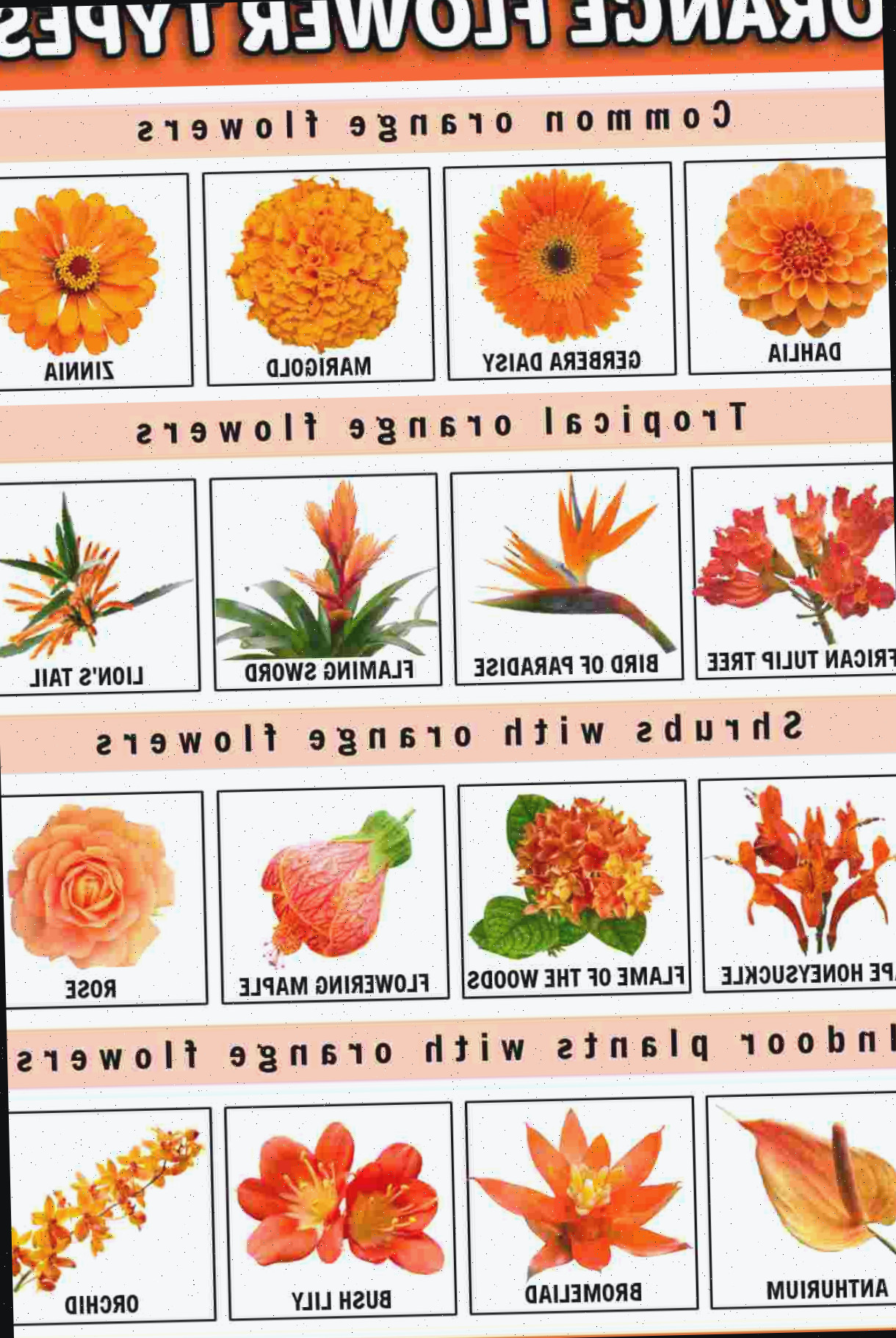 Um retângulo laranja com uma sobreposição de texto branco que diz tipos de flores laranjas no topo, acima de uma colagem de flores laranjas dividida em quatro seções; a primeira é uma linha de flores laranjas comuns, incluindo uma dália, uma gerbera, um cravo-de-defunto e uma zínia; a segunda é uma linha de flores laranjas tropicais, incluindo uma árvore-tulipa-africana, uma ave-do-paraíso, uma bromélia espada-de-fogo e uma cauda-de-leão; a terceira linha mostra quatro arbustos com flores laranjas, incluindo madressilva-do-cabo, chama-dos-bosques, árvore-abutilon e rosa; e a quarta linha mostra um antúrio, uma bromélia, um lírio-de-salão e uma orquídea.