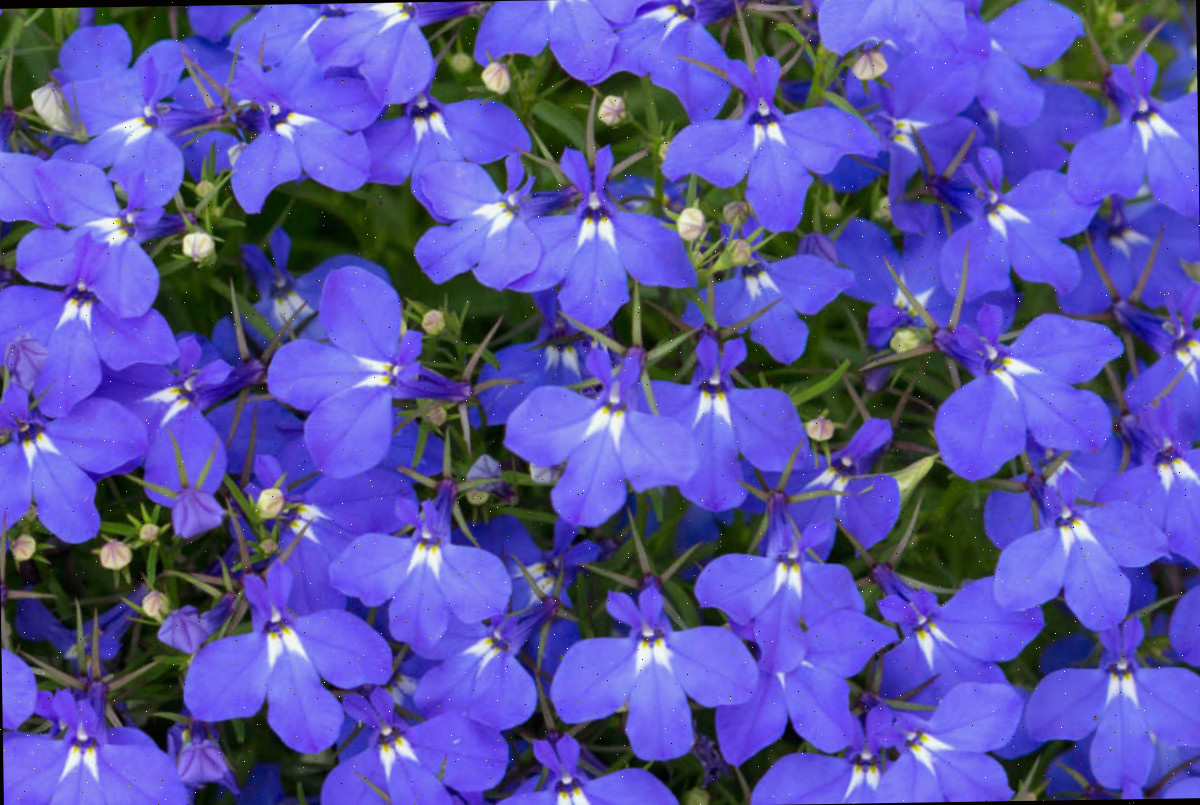 Lobélia é autolimpante, portanto o deadheading não é necessário. Um close das flores autolimpantes da lobelia syphilitica.