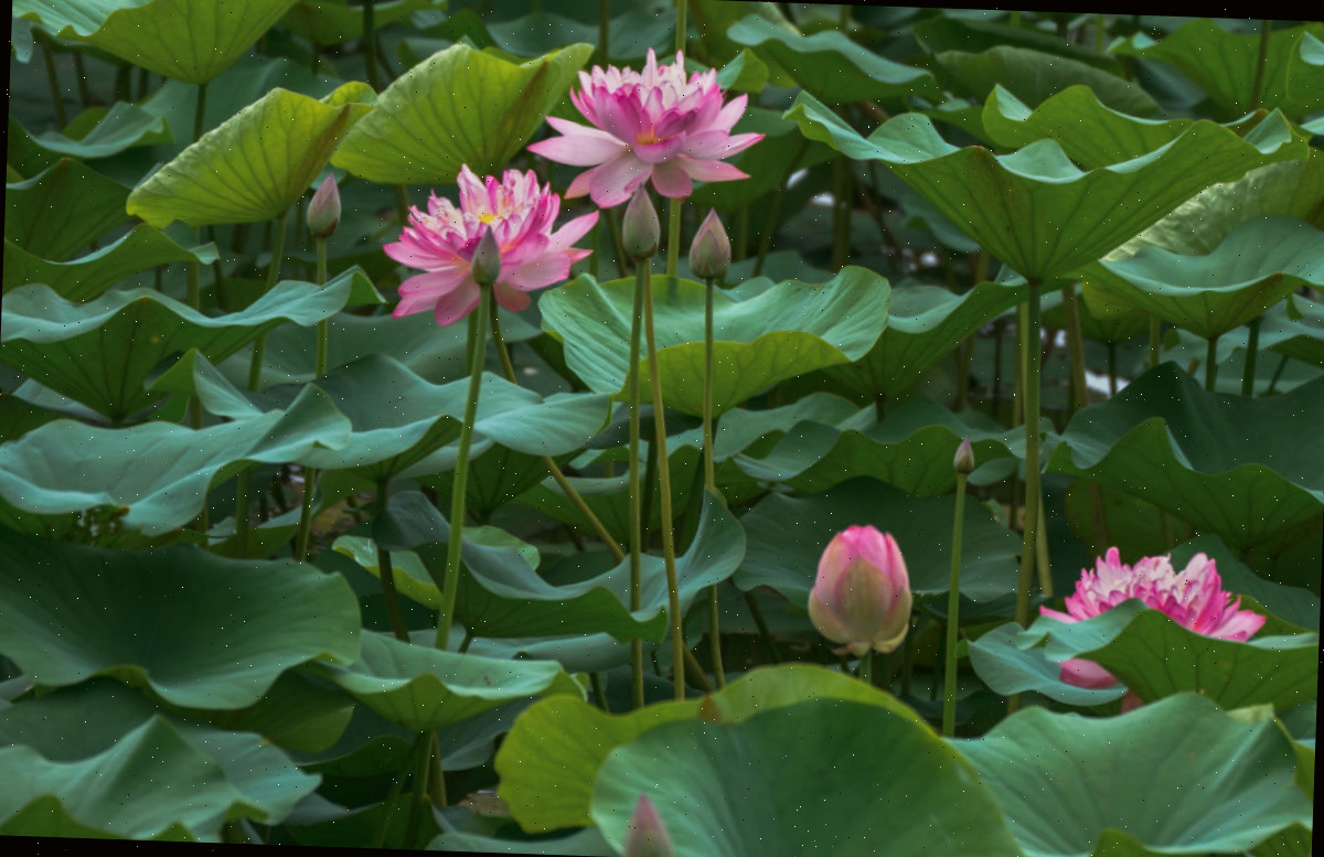 Flores e folhas de lótus.