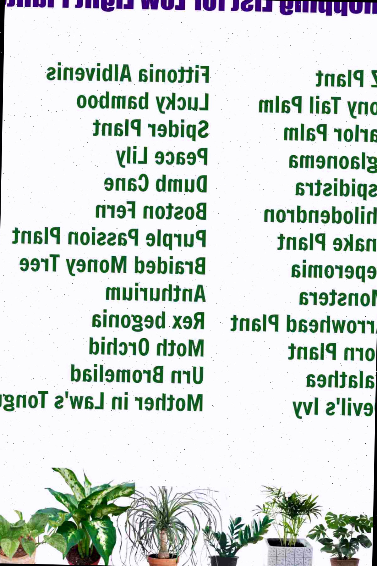 Lista de compras para vegetações de interior para baixa luz com nomes das plantas.