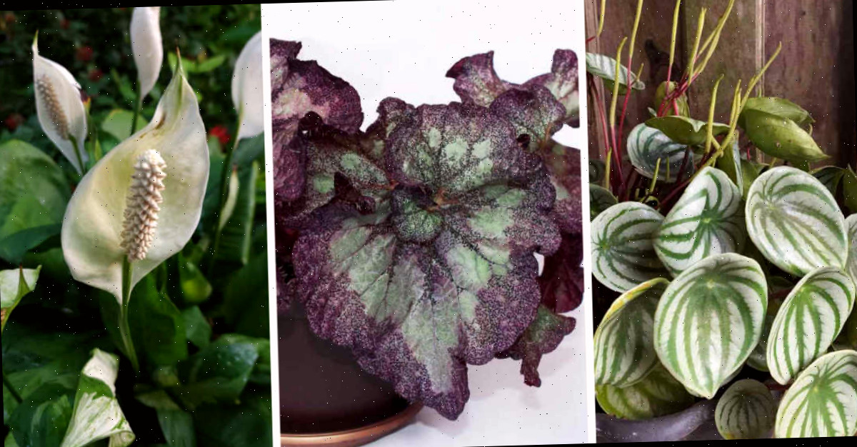 3 vegetações de interior para baixa luz - Peperômia, begônia rex e lírio-da-paz em uma montagem.