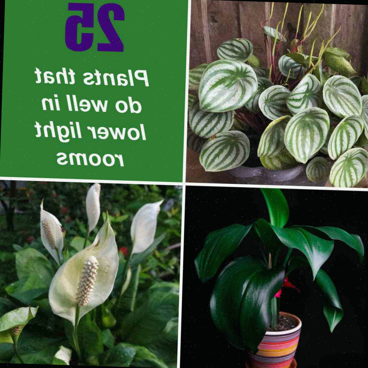 Melhores Plantas de Interior para Pouca Luz