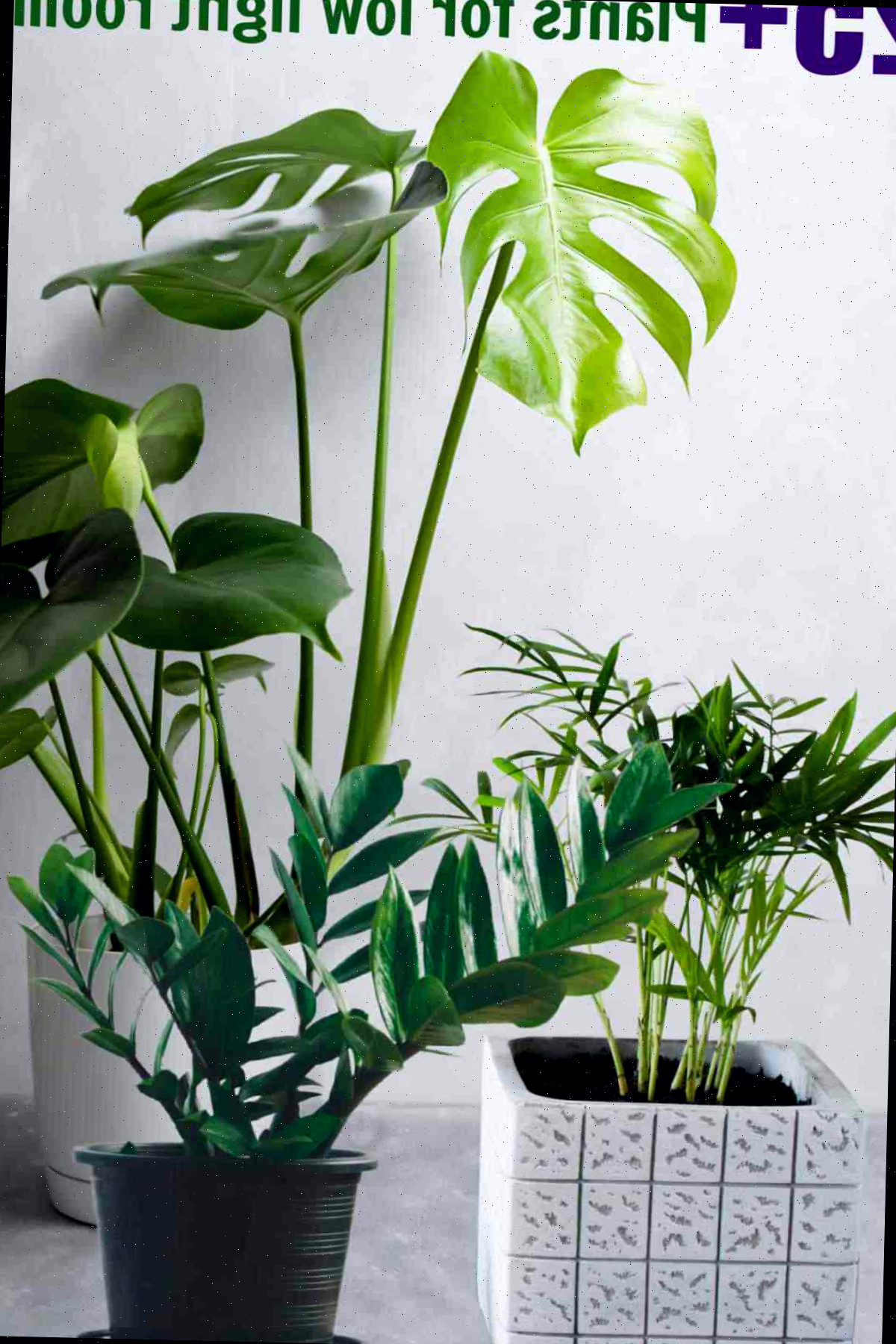 Monstera, palmeira-parlor e ZZ plant com as frases 25+ plantas para espaços com pouca luz.