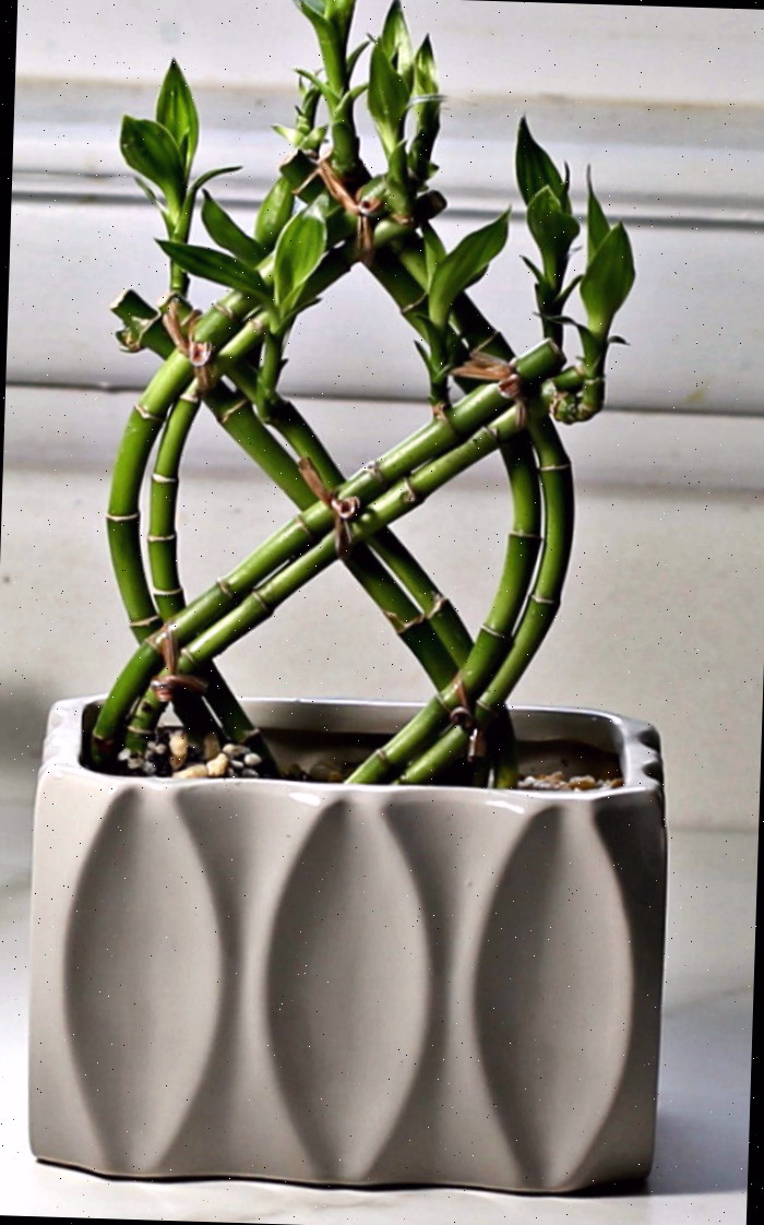 Planta de bambu da sorte
