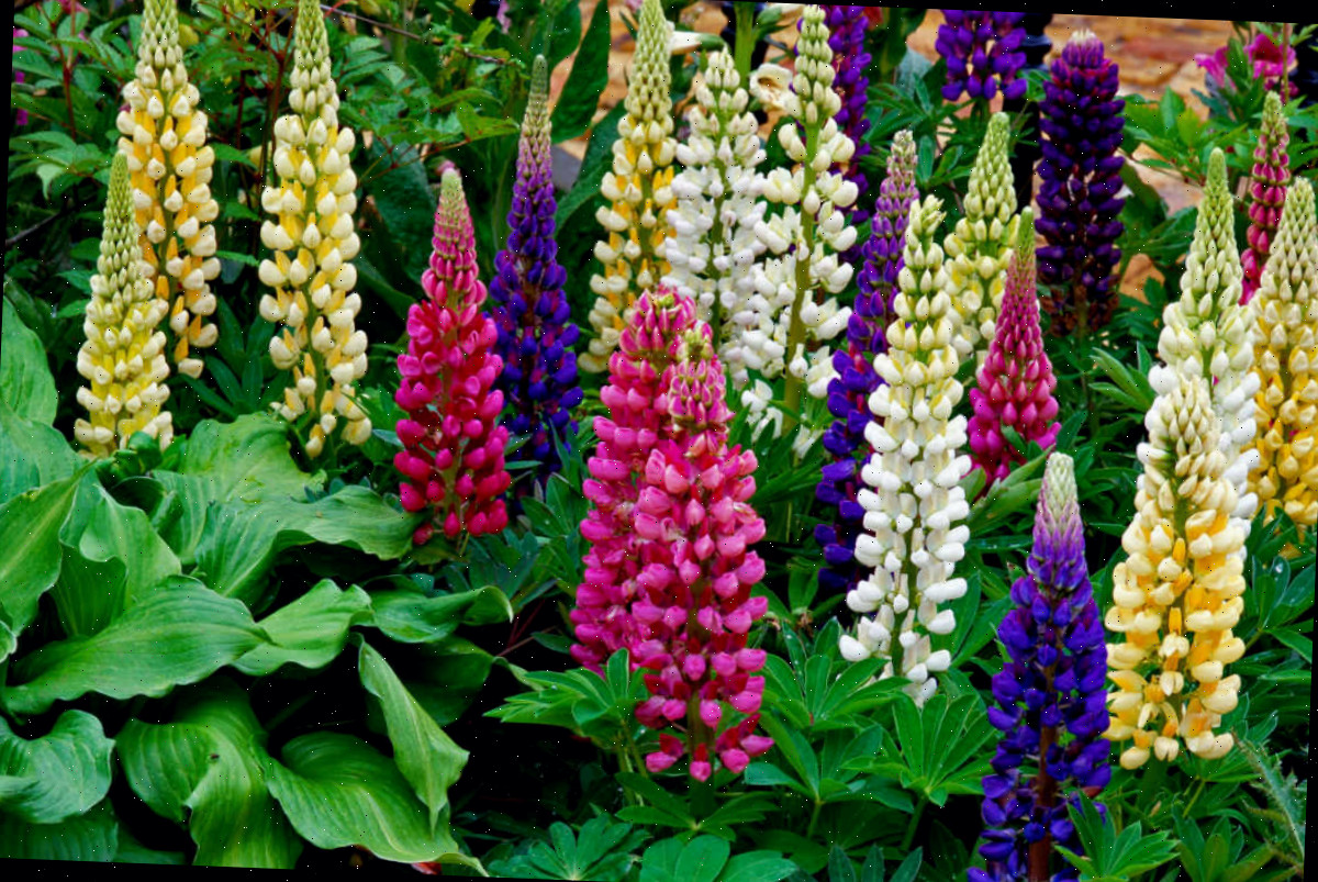 Flores mistas de lupinos, perenes de jardim cottage.