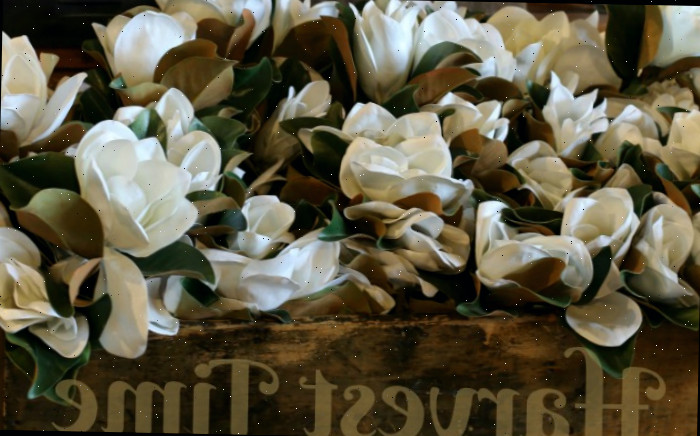 Flores de magnólia em uma caixa com as palavras tempo de colheita sobre ela.