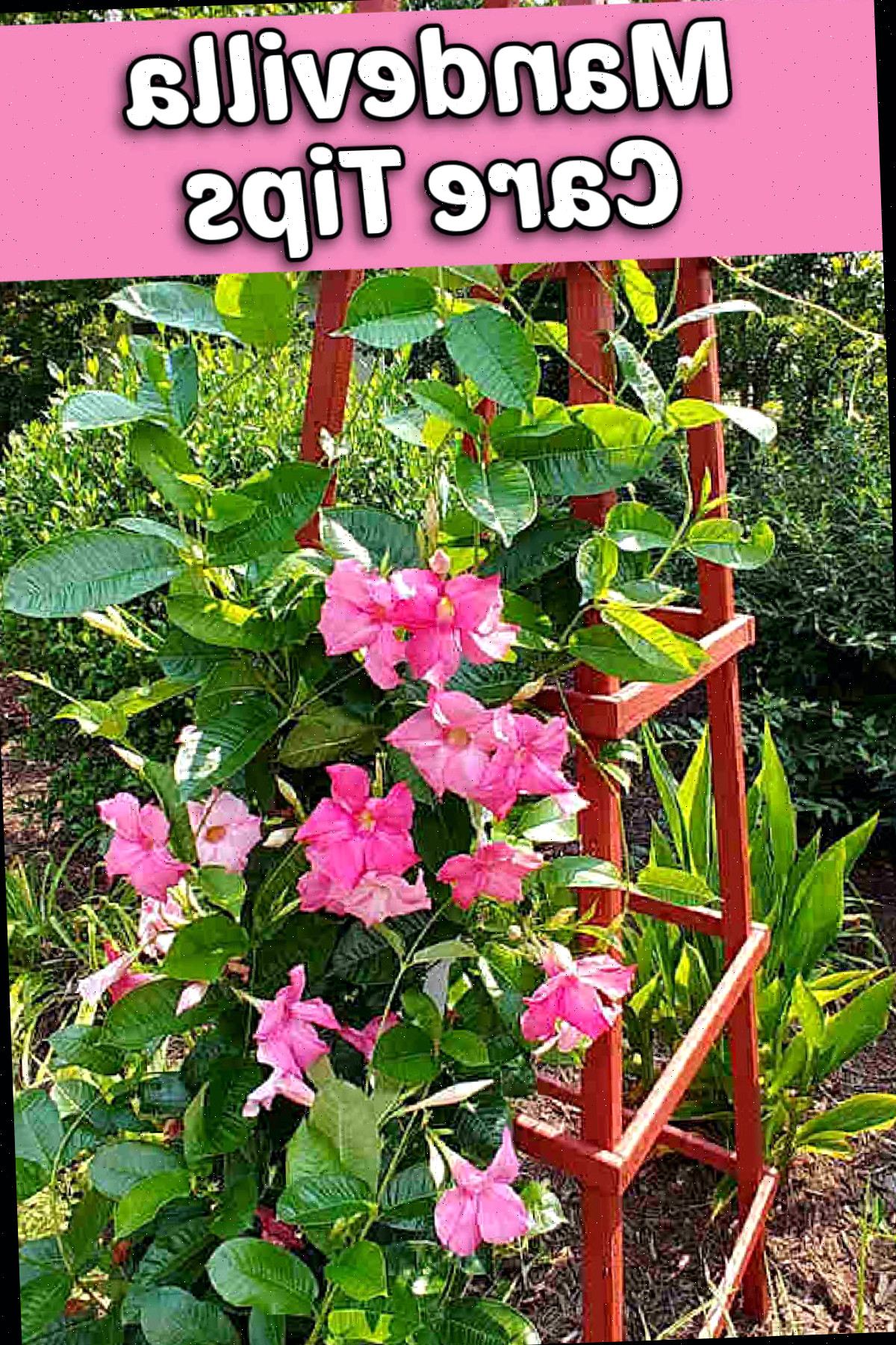 Aprenda a Cultivar e Cuidar da Trepadeira Mandevilla Uma planta de mandevilla subindo em um obelisco de jardim. Caixa de texto rosa diz Dicas de Cuidados com Mandevilla