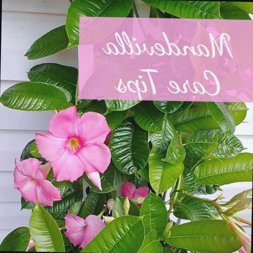Dicas de cuidados com a mandevilla Trepadeira rosa com a frase Dicas de cuidados com a mandevilla sobre um banner de texto rosa.