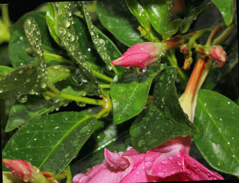 Gotas de chuva em uma planta de mandevilla. Folhas e flores de mandevilla com chuva.