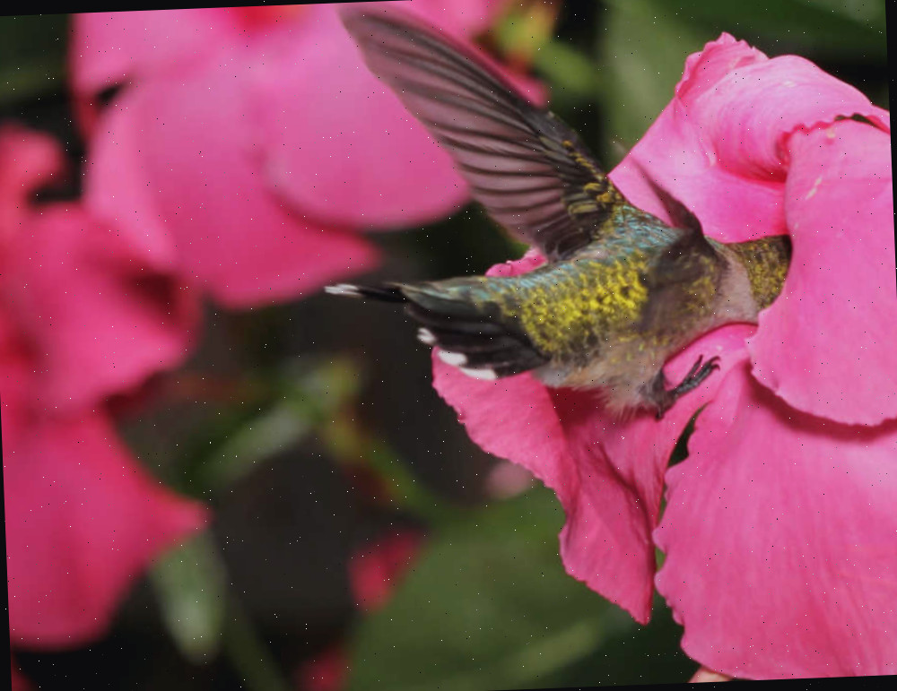 Beija-flor e mandevilla Beija-flor se alimentando da flor de uma trepadeira mandevilla.