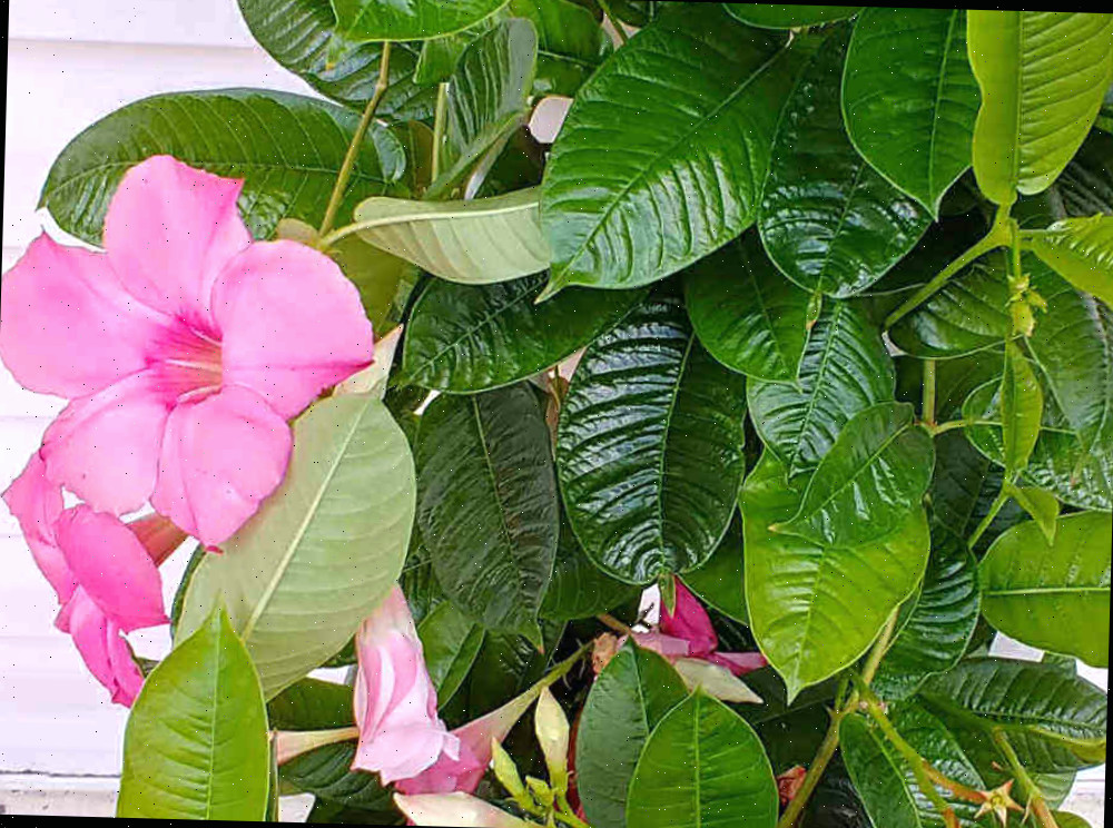 Folhas de Mandevilla Folhas de mandevilla verde-escuro com flor rosa.