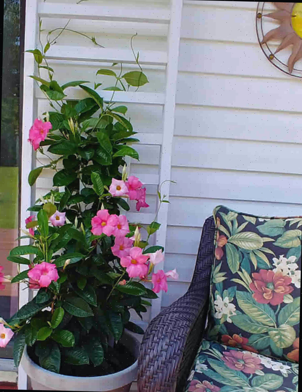 Cultive mandevilla em uma treliça Planta em vaso com flores rosa e uma grande treliça e uma cadeira de deck.