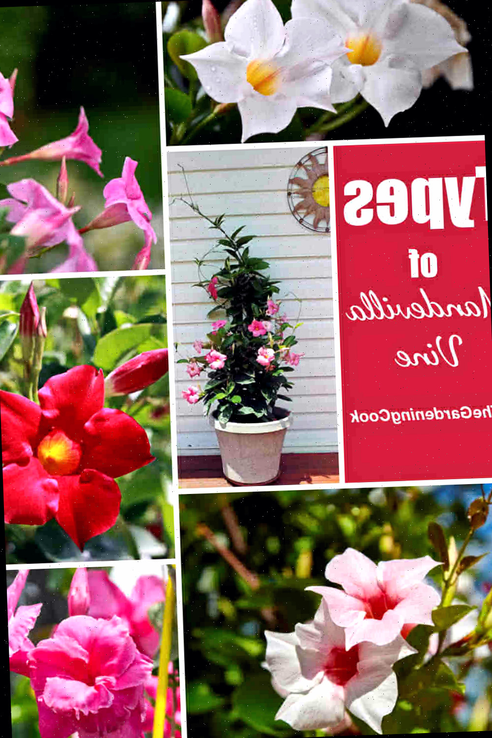 Tipos de Trepadeira Mandevilla Variedades de mandevilla em um colagem com as palavras Tipos de trepadeira mandevilla.