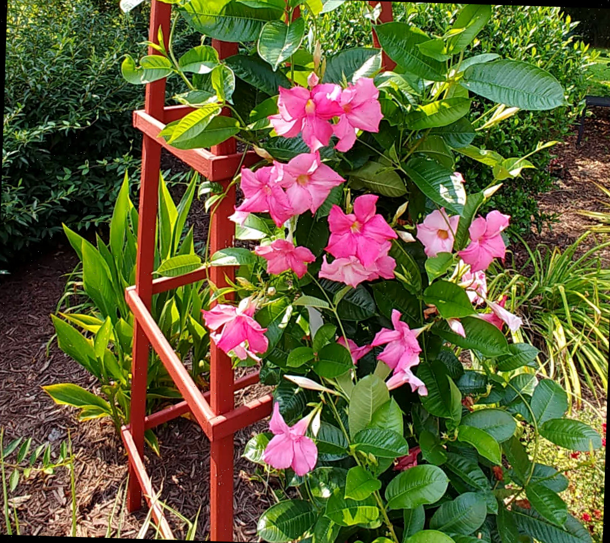 Flor de mandevilla trepando em um obelisco.