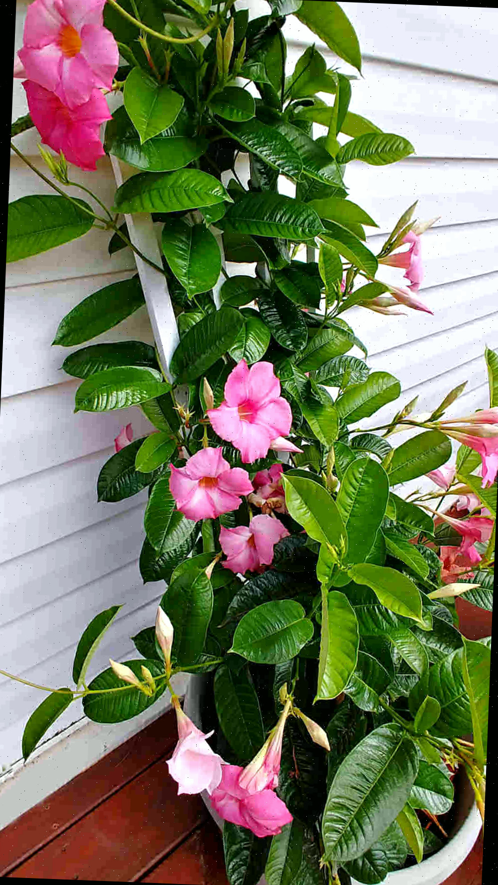 Trepadeira de mandevilla com treliça Planta de mandevilla em um vaso com treliça atrás dela.
