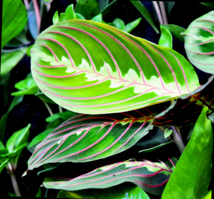 Folhas da planta maranta