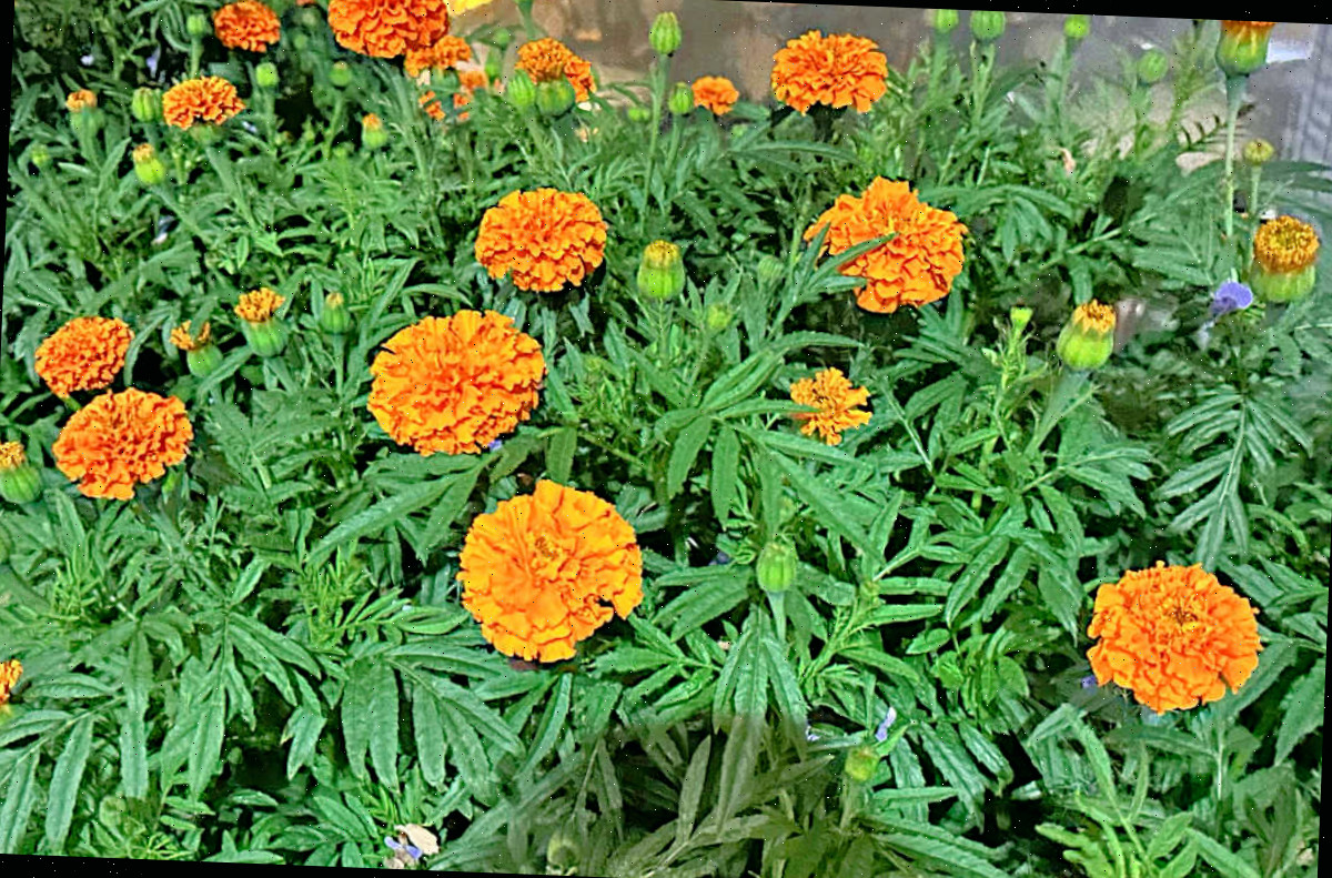 Flores de tagetes em plena floração.