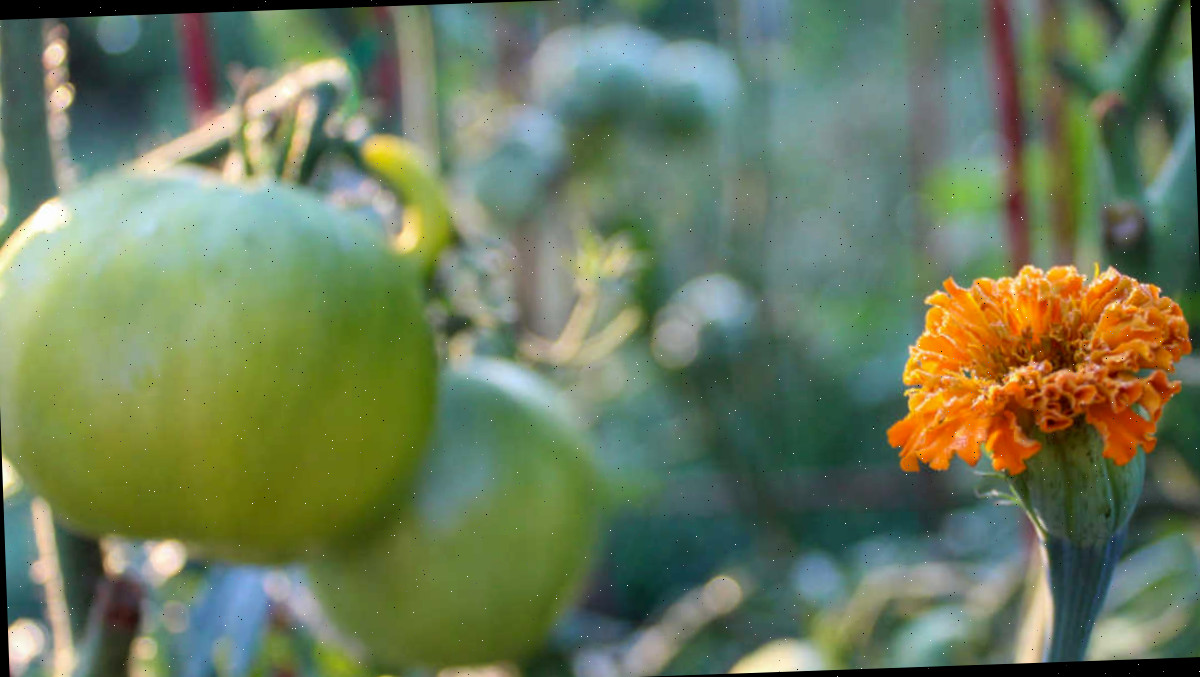 calêndulas são excelentes plantas companheiras para tomates. Plantas companheiras - calêndulas e tomates.