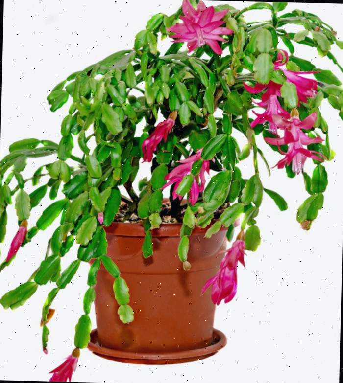 Cacto de Natal maduro em vaso com flores de rosa.