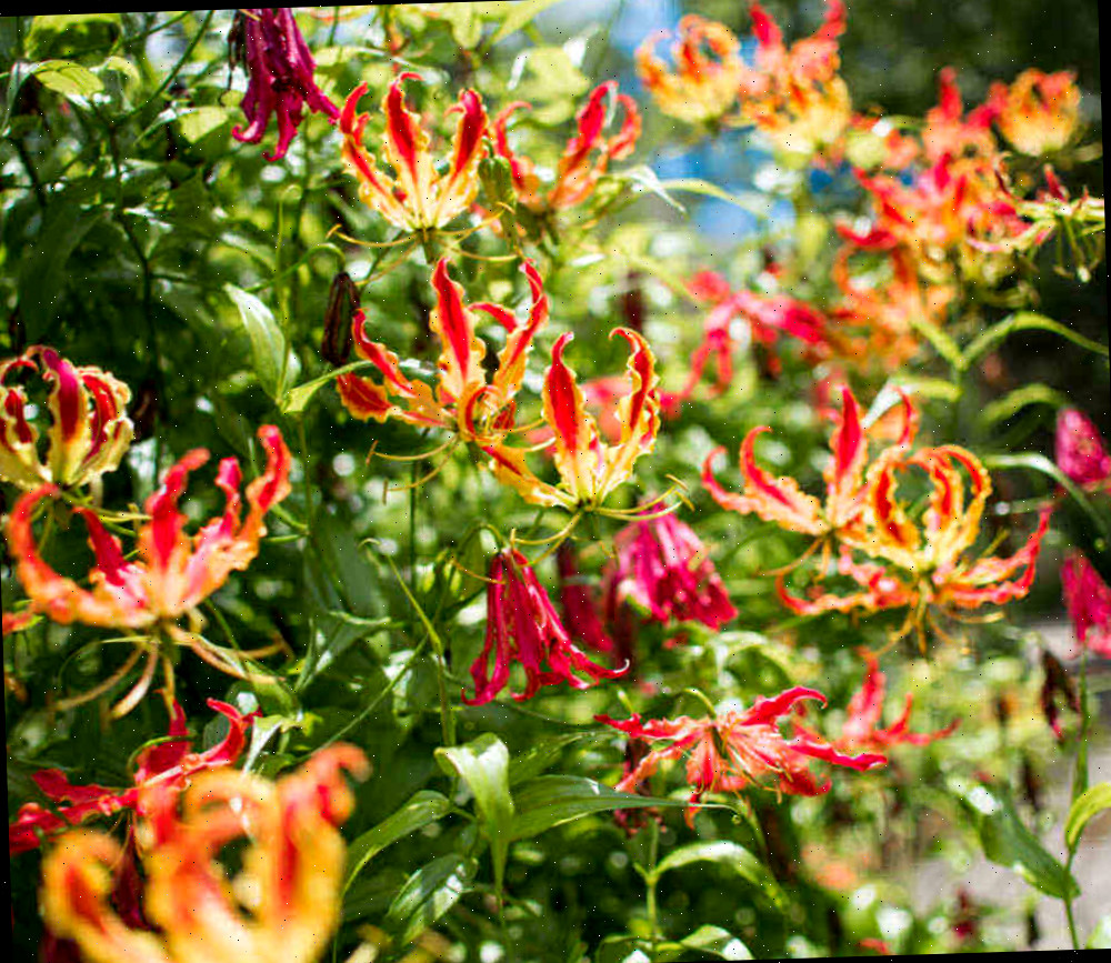 Lírio-da-chama em fase adulta em floração.