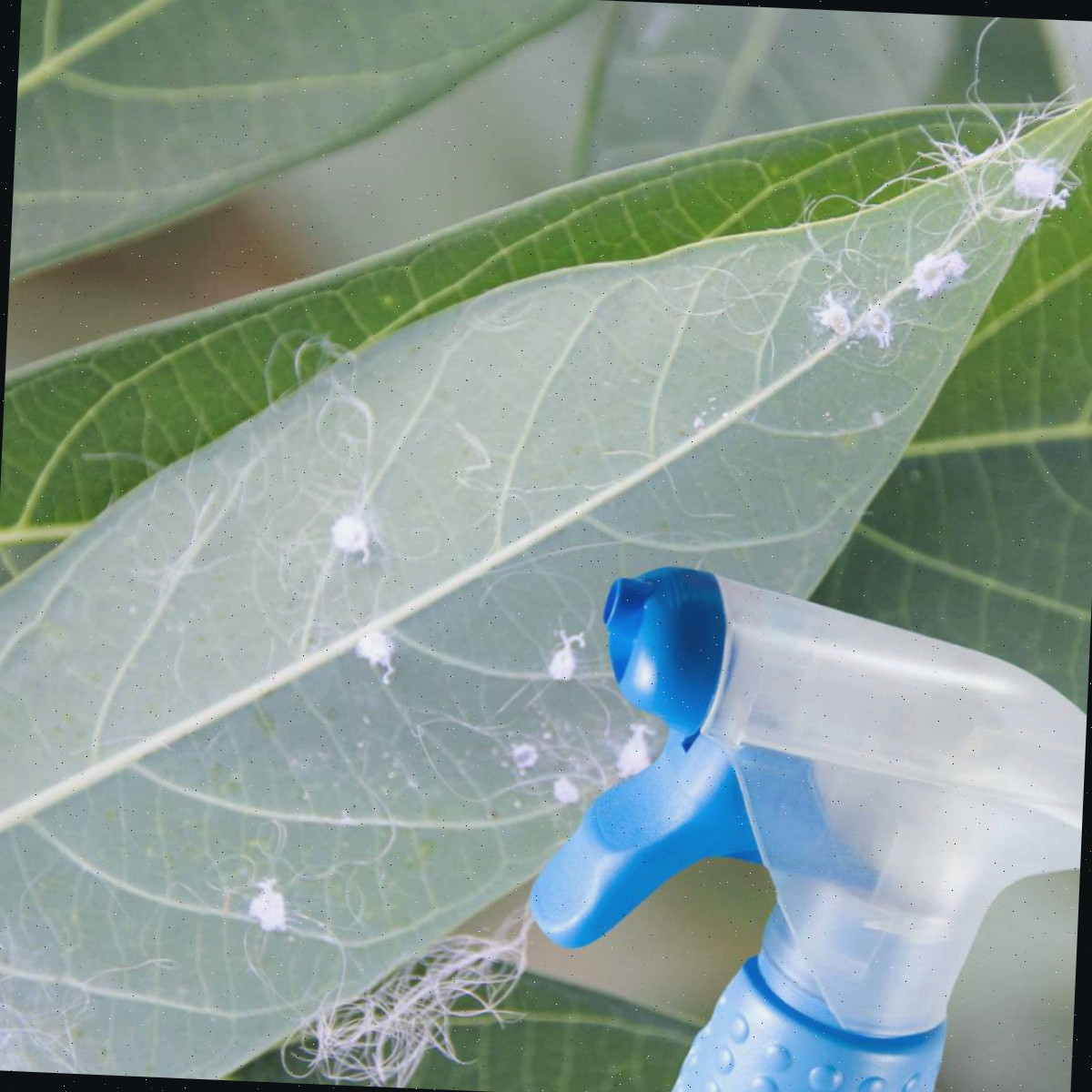 Spray inseticida para cochonilhas Insetos brancos em plantas e garrafa azul de spray inseticida para cochonilhas.