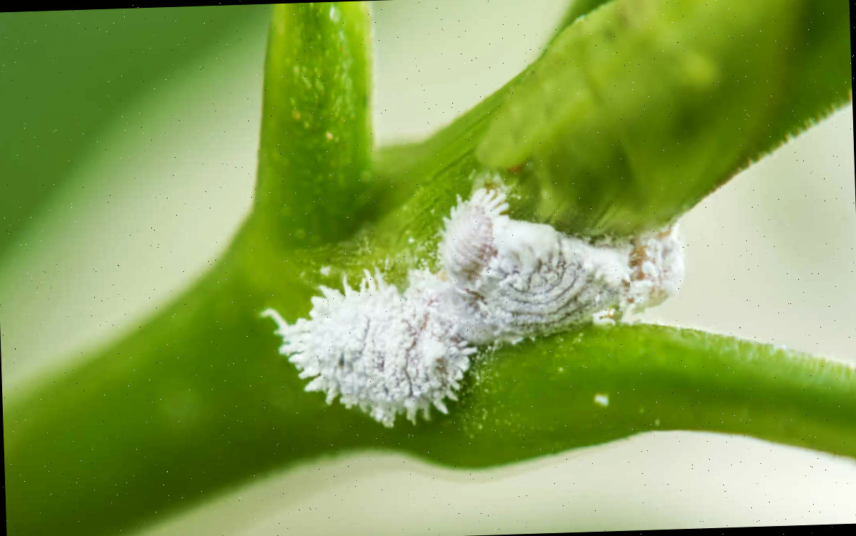 cochonilhas em nós de plantas Cochonilhas brancas no nó de uma planta verde.