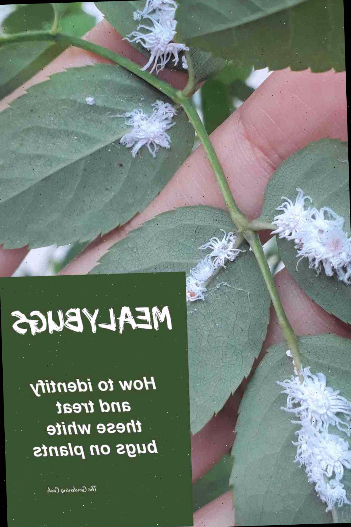 Como identificar e tratar cochonilhas Insetos brancos em plantas com as palavras Cochonilhas - como identificar e tratar esses insetos brancos nas plantas.
