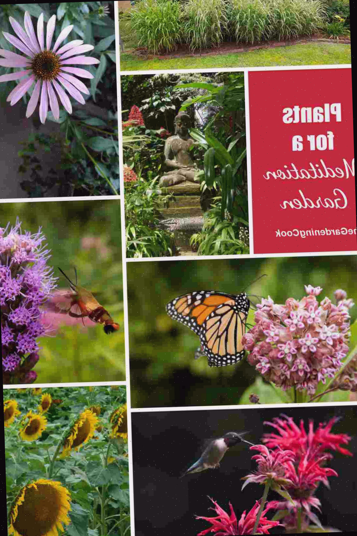 Plantas para um Jardim de Meditação